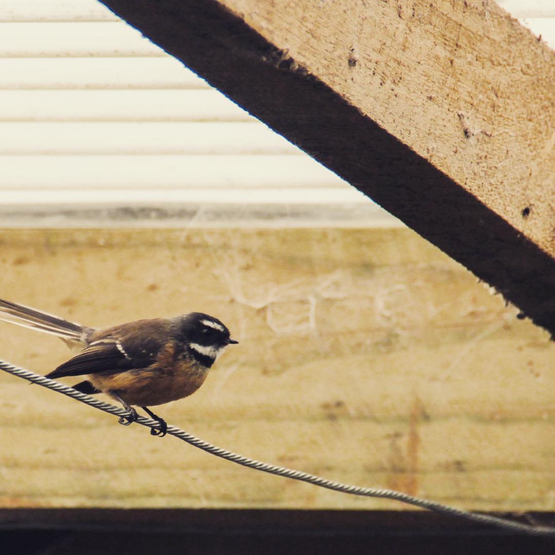 birdie