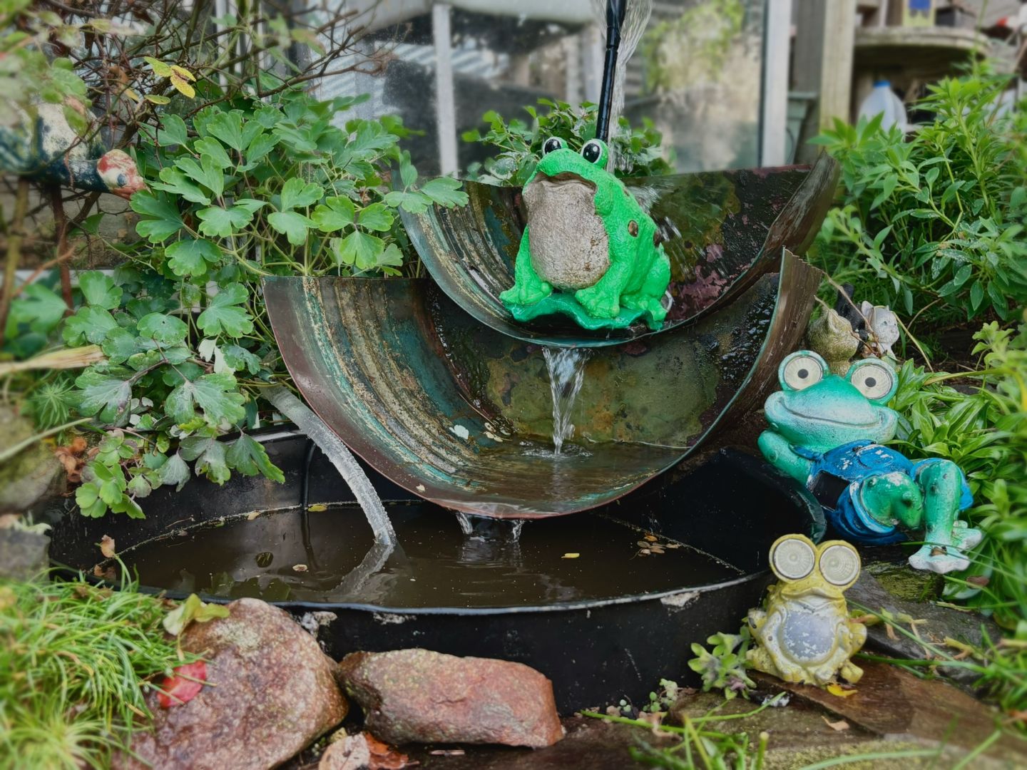 frog pond