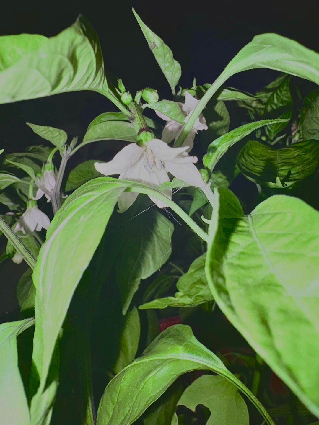 Jalapeño flowers