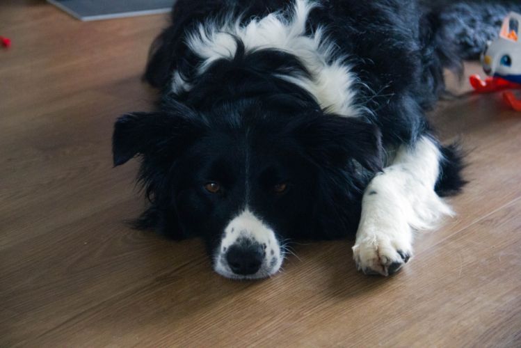 jess dog
