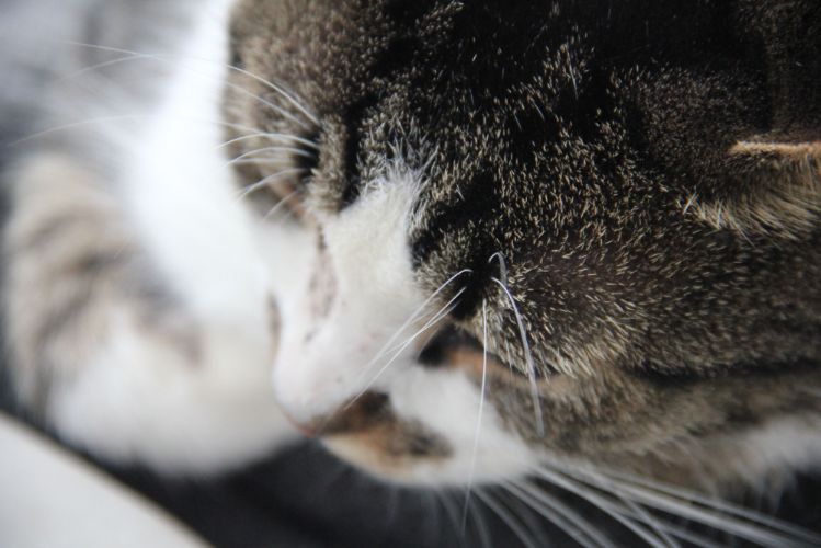 ollie