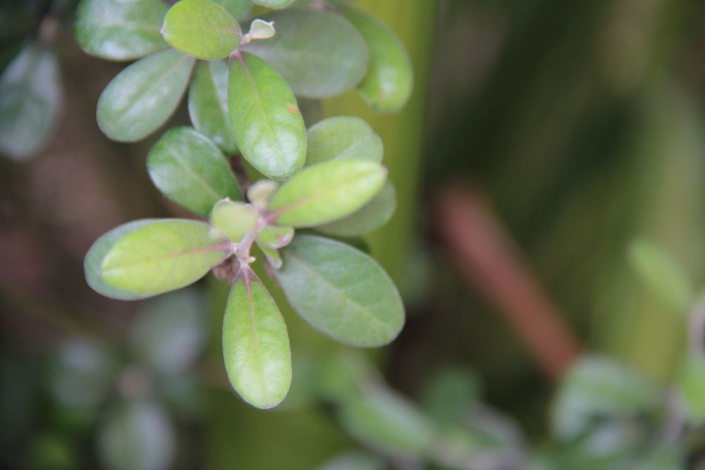 plant close up