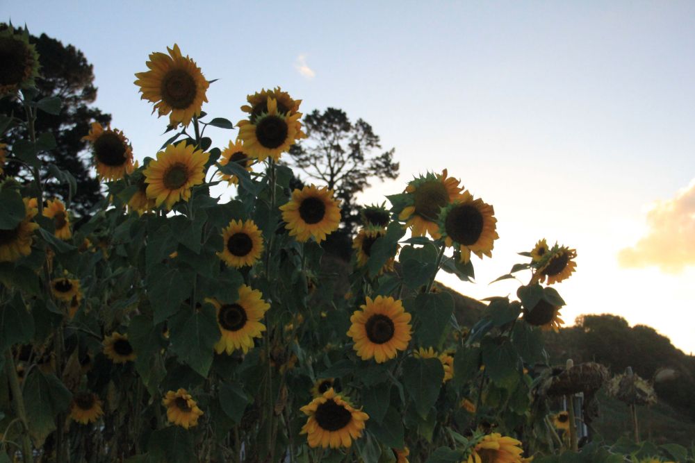 sunflowers at dusk
