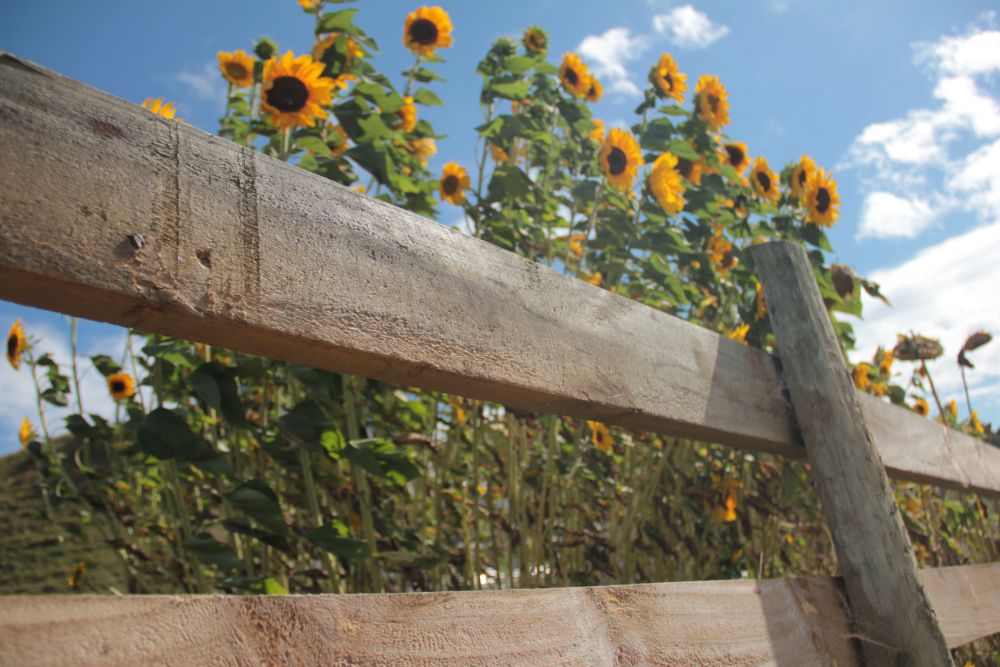 sunflowers