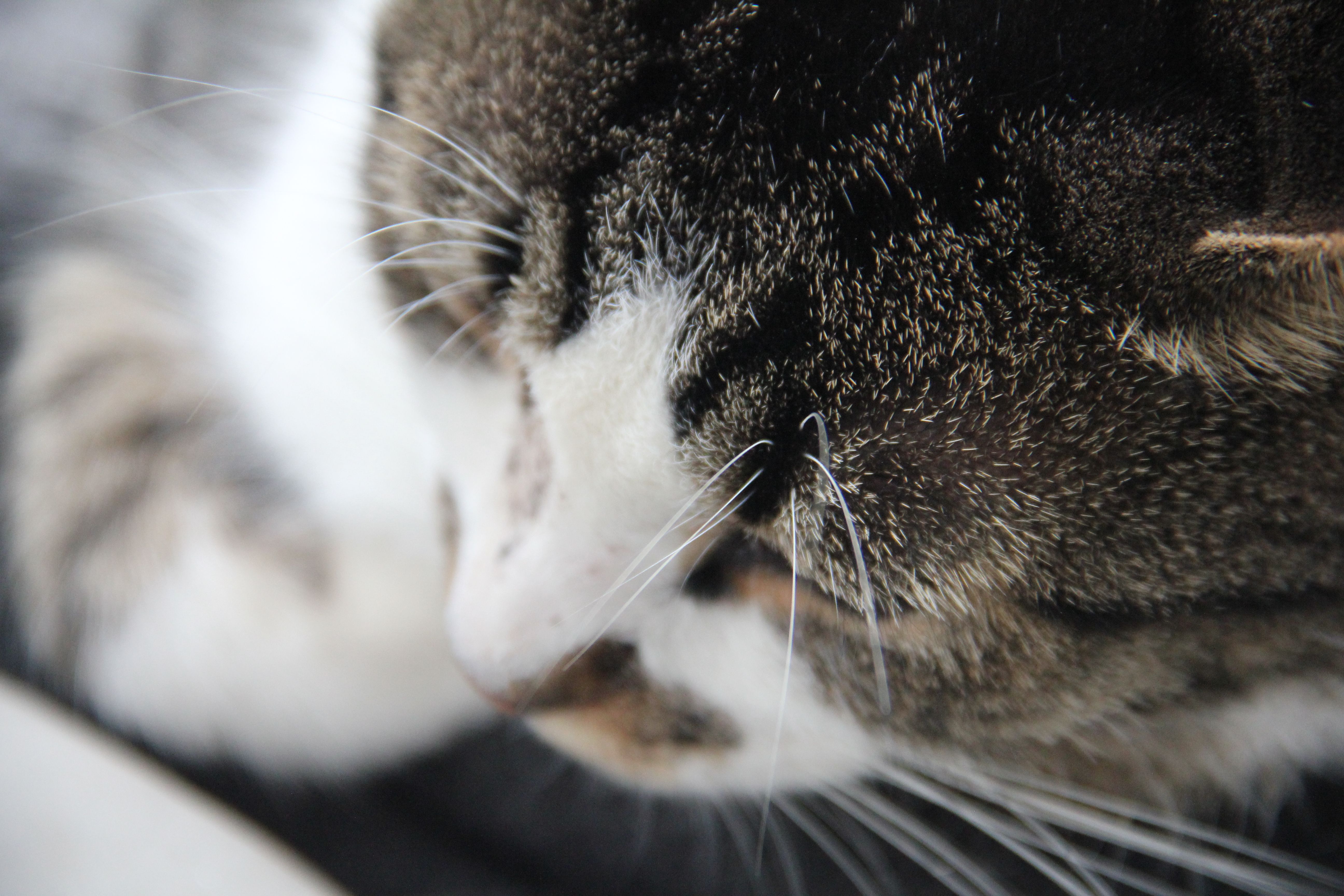 Ollie the cat